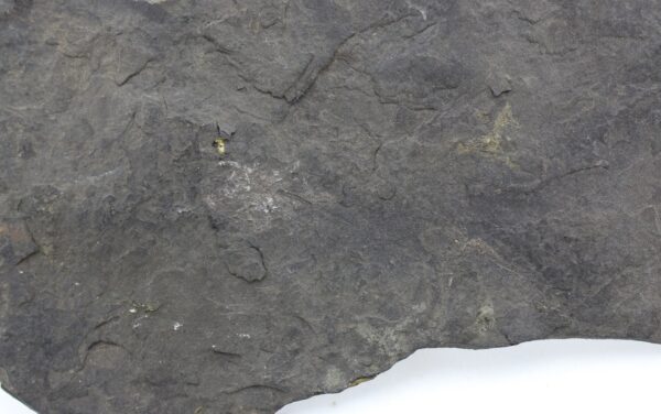 Traquairichthys pygmaeus (FRITSCH) – Bild 2
