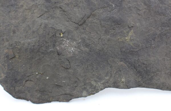 Traquairichthys pygmaeus (FRITSCH) – Bild 3