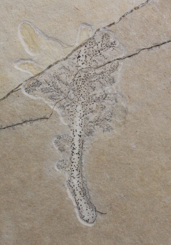 Cycadites sp. (BROWN)