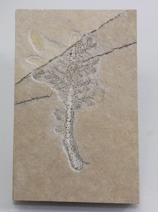 Cycadites sp. (BROWN) – Bild 2