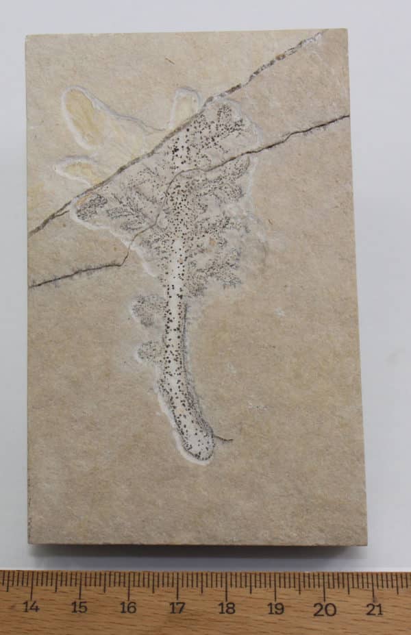 Cycadites sp. (BROWN) – Bild 4