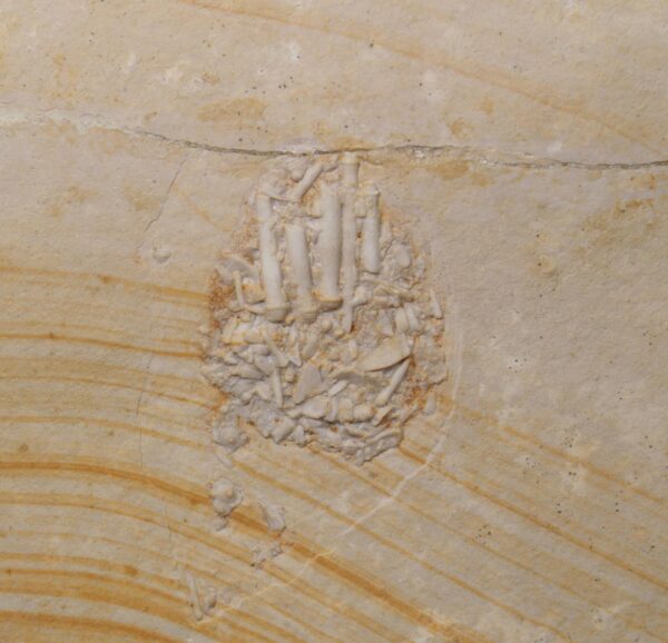 Pseudodiadema sp. (DESOR)