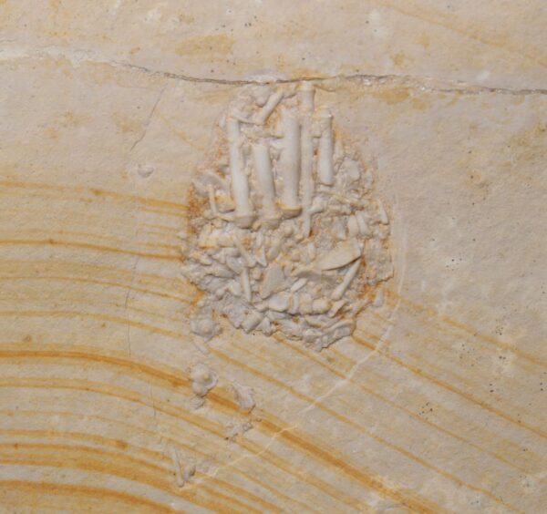 Pseudodiadema sp. (DESOR) – Bild 3