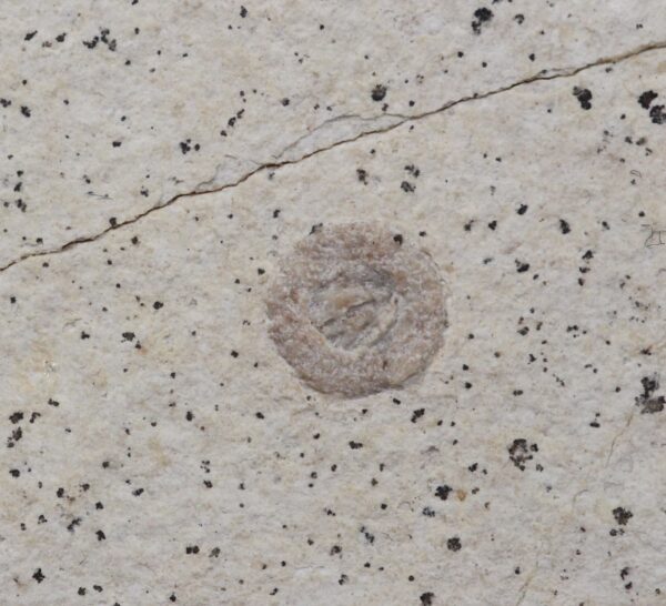 Seeigel non det. – Bild 3