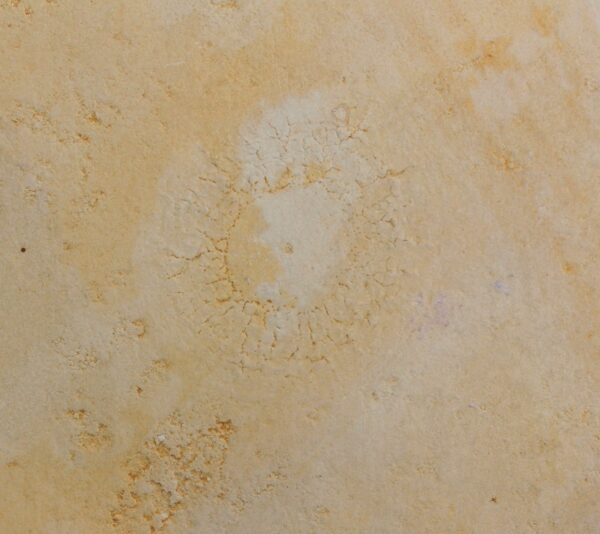 Palaequorea rygoli (ADLER & ROEPER) – Bild 4