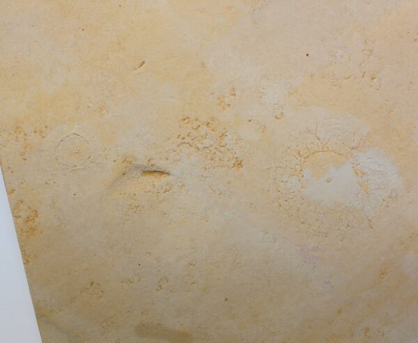 Palaequorea rygoli (ADLER & ROEPER) – Bild 5