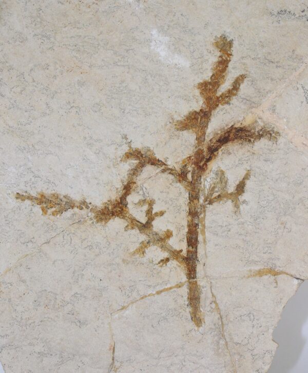 Palaeocyparis princeps (SAPORTA)