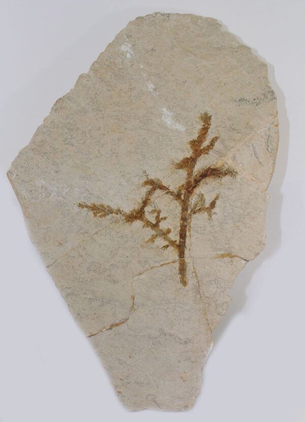 Palaeocyparis princeps (SAPORTA) – Bild 2