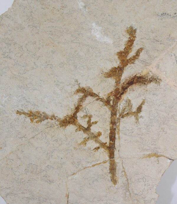 Palaeocyparis princeps (SAPORTA) – Bild 3