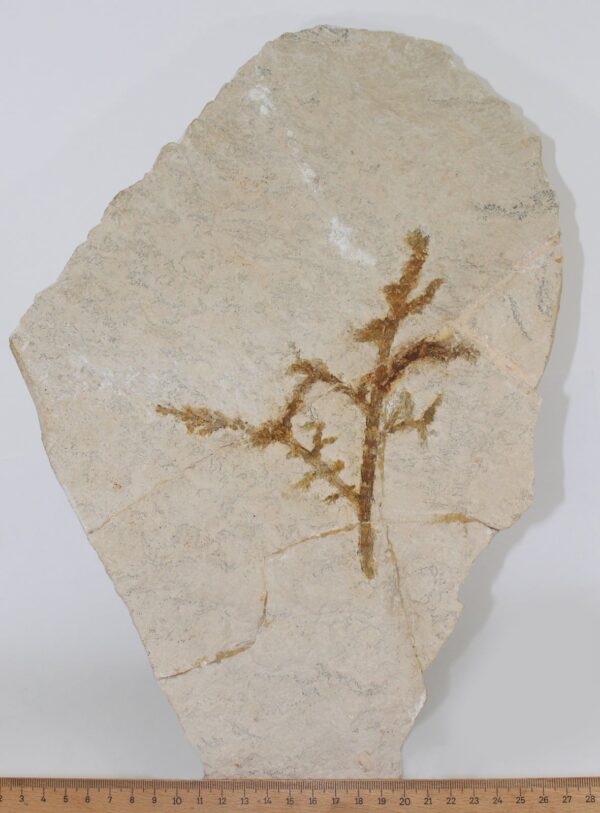 Palaeocyparis princeps (SAPORTA) – Bild 5