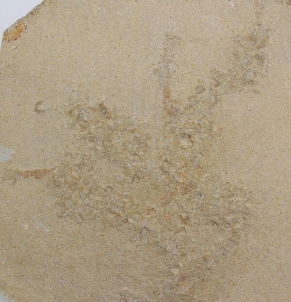 Phyllothallus sp. (ROTHPLETZ) <br> Liostrea socialis (MUENSTER)