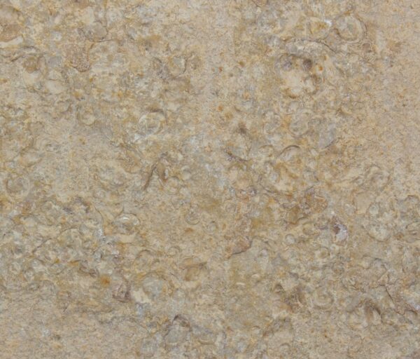 Phyllothallus sp. (ROTHPLETZ) <br> Liostrea socialis (MUENSTER) – Bild 3