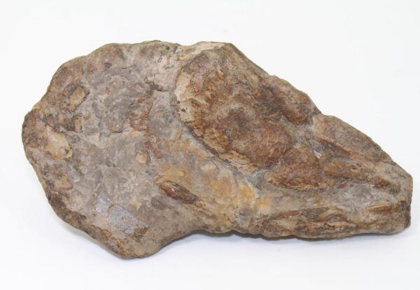 Hoploparia dentata (ROEMER)