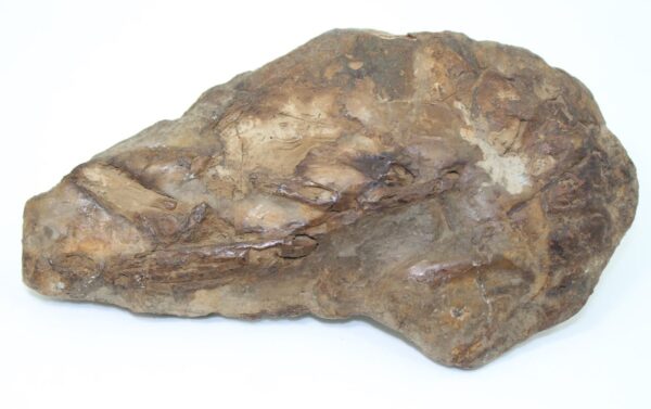 Hoploparia dentata (ROEMER) – Bild 3