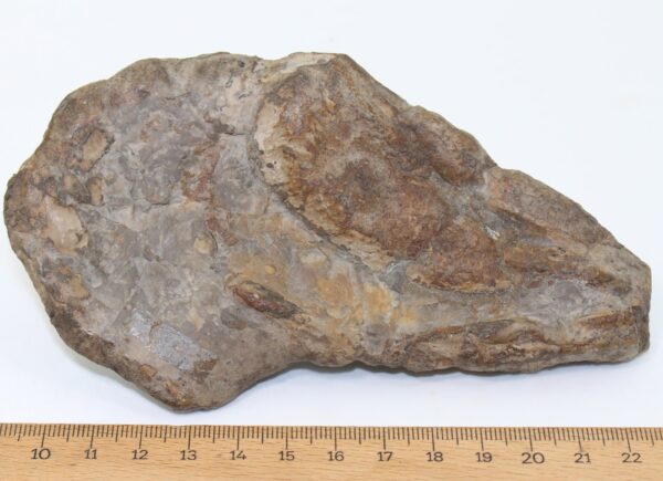 Hoploparia dentata (ROEMER) – Bild 4