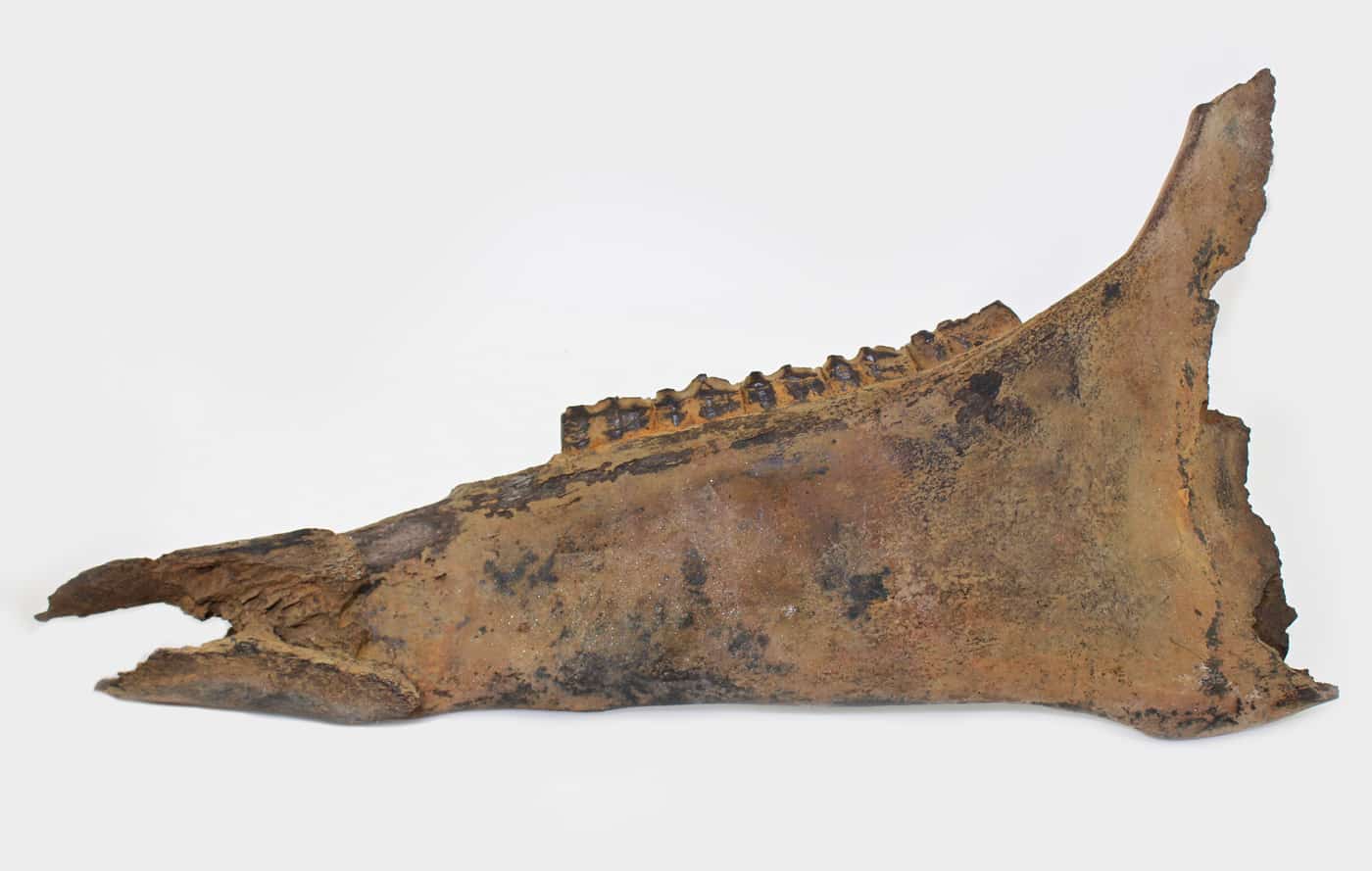 Equus cf. caballus (LINNÉ)