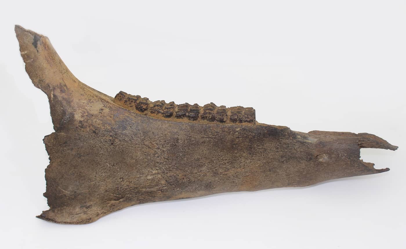 Equus cf. caballus (LINNÉ) – Bild 2