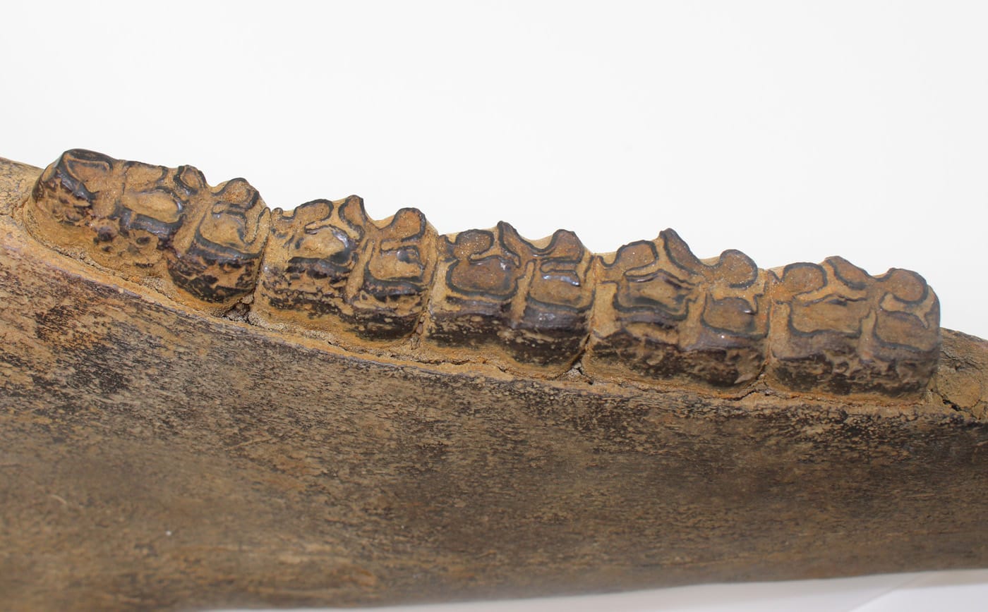 Equus cf. caballus (LINNÉ) – Bild 3