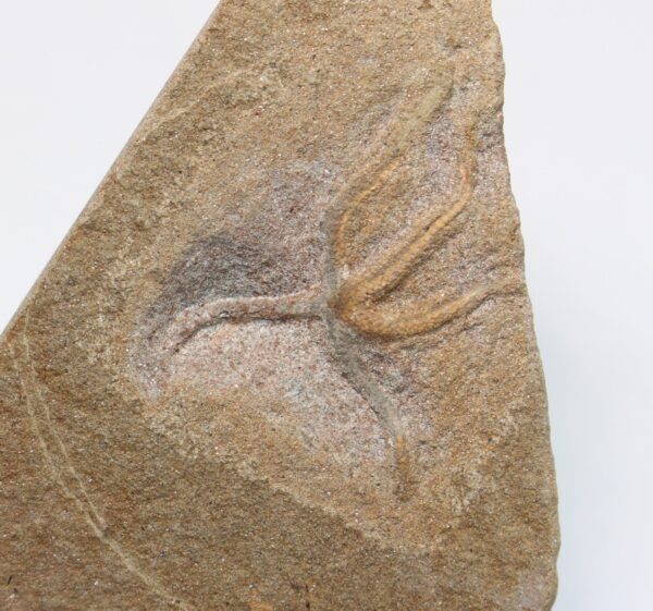 Palaeocoma egertoni – Bild 3
