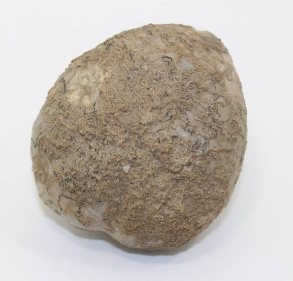 Macraster texanum (ROEMER)