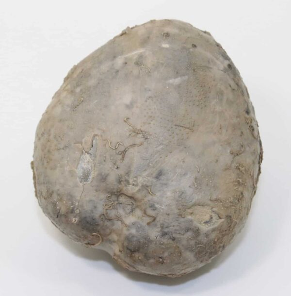 Macraster texanum (ROEMER) – Bild 2