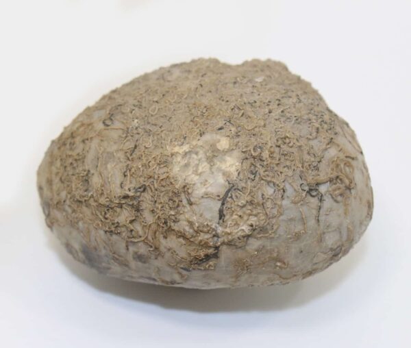 Macraster texanum (ROEMER) – Bild 3