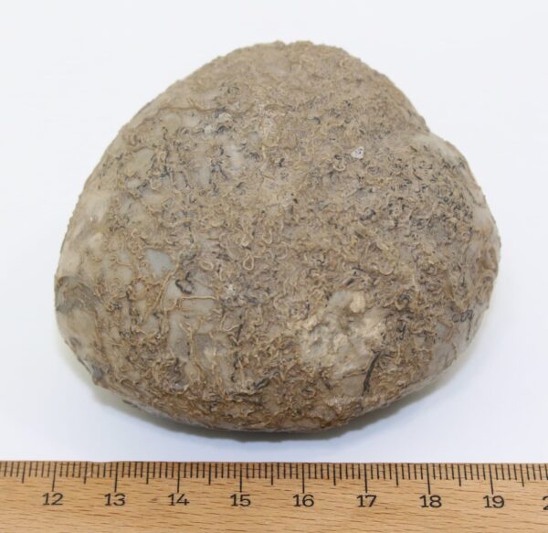 Macraster texanum (ROEMER) – Bild 4