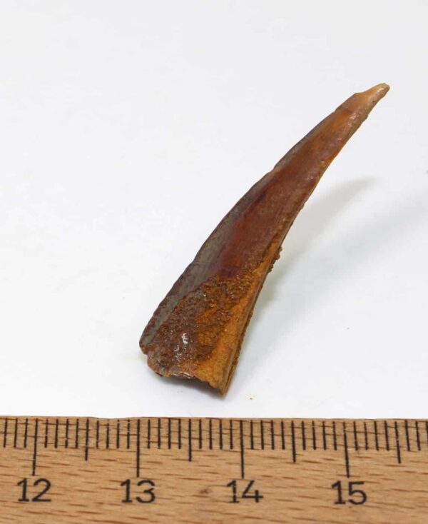 Ord. Chimaeriformis (OBRUCHEV) – Bild 3