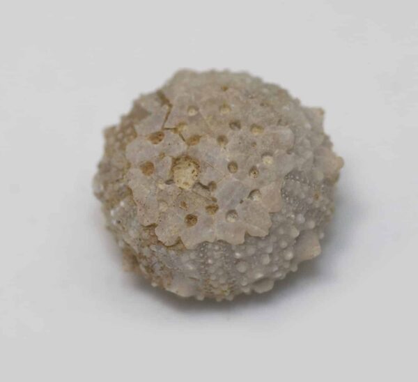 Salenia grasi (COTTEAU)