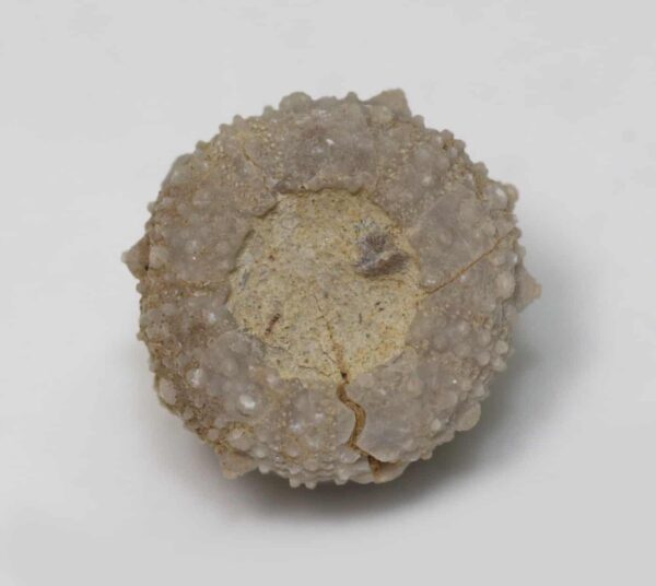 Salenia grasi (COTTEAU) – Bild 2