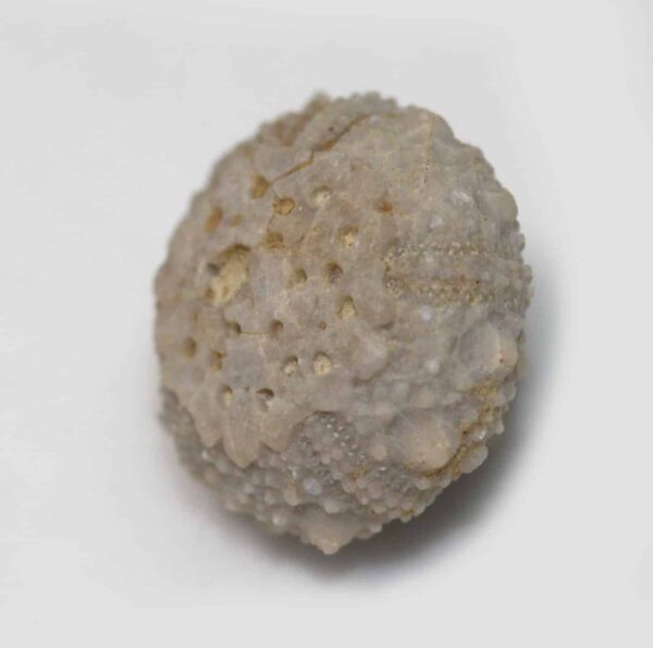 Salenia grasi (COTTEAU) – Bild 3