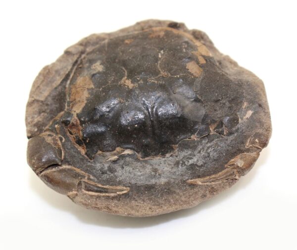 Coeloma incarinatum (SORGENFREI)