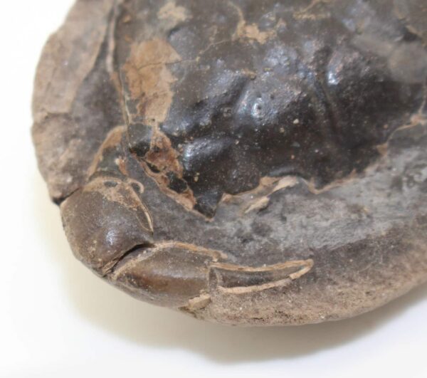 Coeloma incarinatum (SORGENFREI) – Bild 6