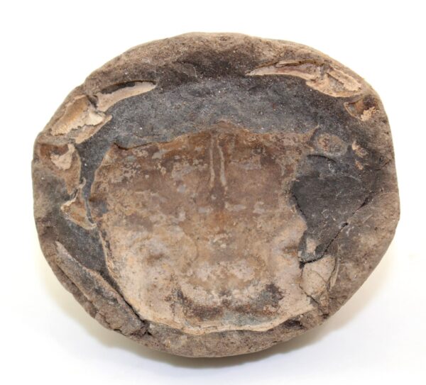 Coeloma incarinatum (SORGENFREI) – Bild 4