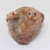 Neoplatycrinus dilatatus (WANNER)