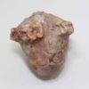 Neoplatycrinus dilatatus (WANNER) – Bild 3