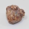 Neoplatycrinus dilatatus (WANNER) – Bild 5