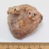 Neoplatycrinus dilatatus (WANNER) – Bild 6