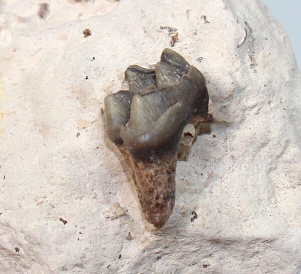 Fam. Rhinocerotidae (OWEN) – Bild 6