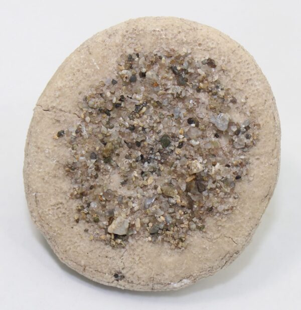 Asterodaspis spatiosus (KEW) – Bild 2