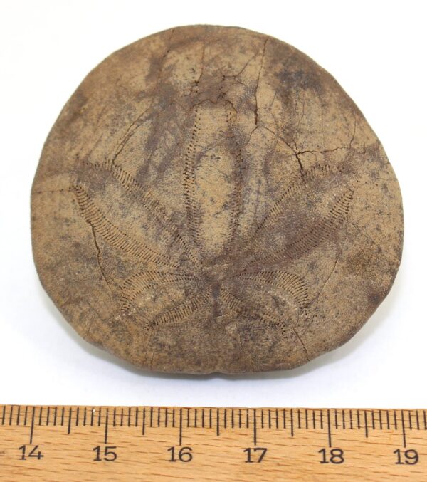Dendraster gibbsii (REMOND) – Bild 4