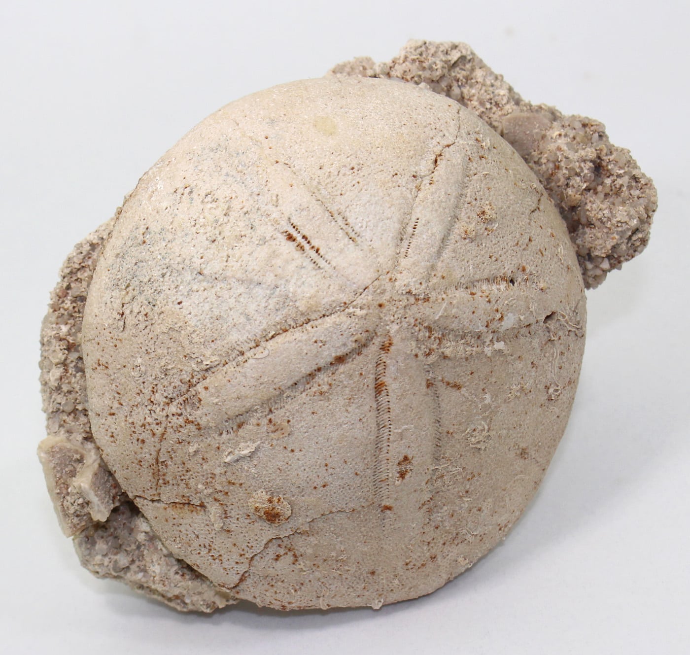 Echinolampas barcinensis (LAMBERT)