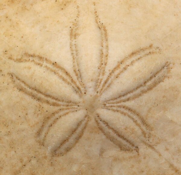 Dendraster venturaensis (KIER) – Bild 3