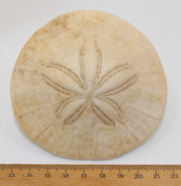 Dendraster venturaensis (KIER) – Bild 5