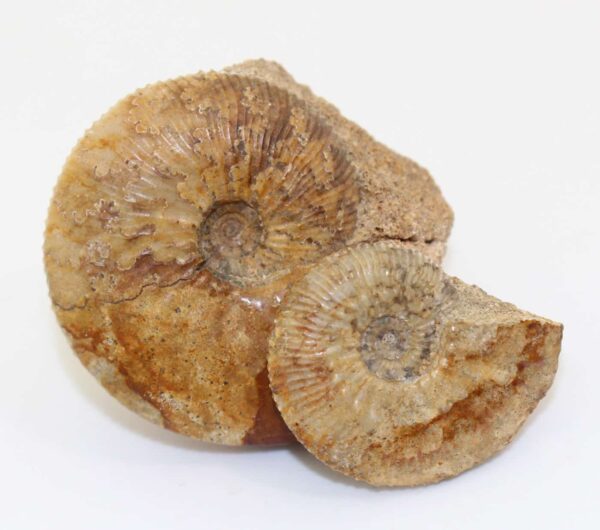 Sigaloceras (Catasigaloceras) enodatum (NIKITIN)