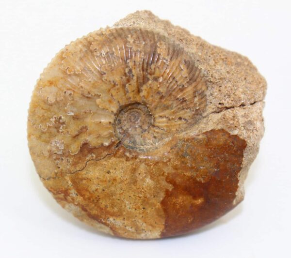 Sigaloceras (Catasigaloceras) enodatum (NIKITIN) – Bild 5