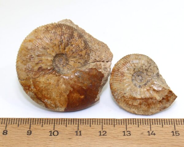 Sigaloceras (Catasigaloceras) enodatum (NIKITIN) – Bild 6