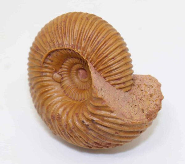 Pseudocadoceras grewingki (POMPECKJ) – Bild 2