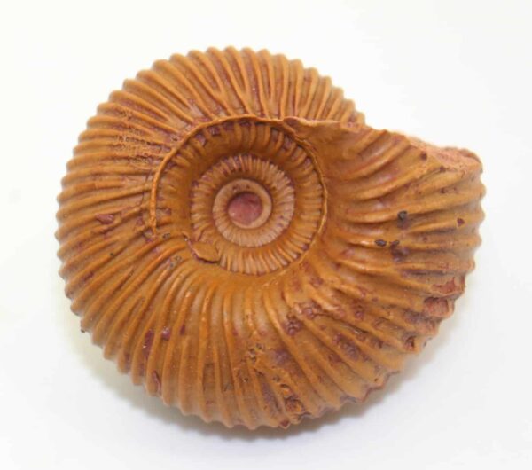 Pseudocadoceras grewingki (POMPECKJ)