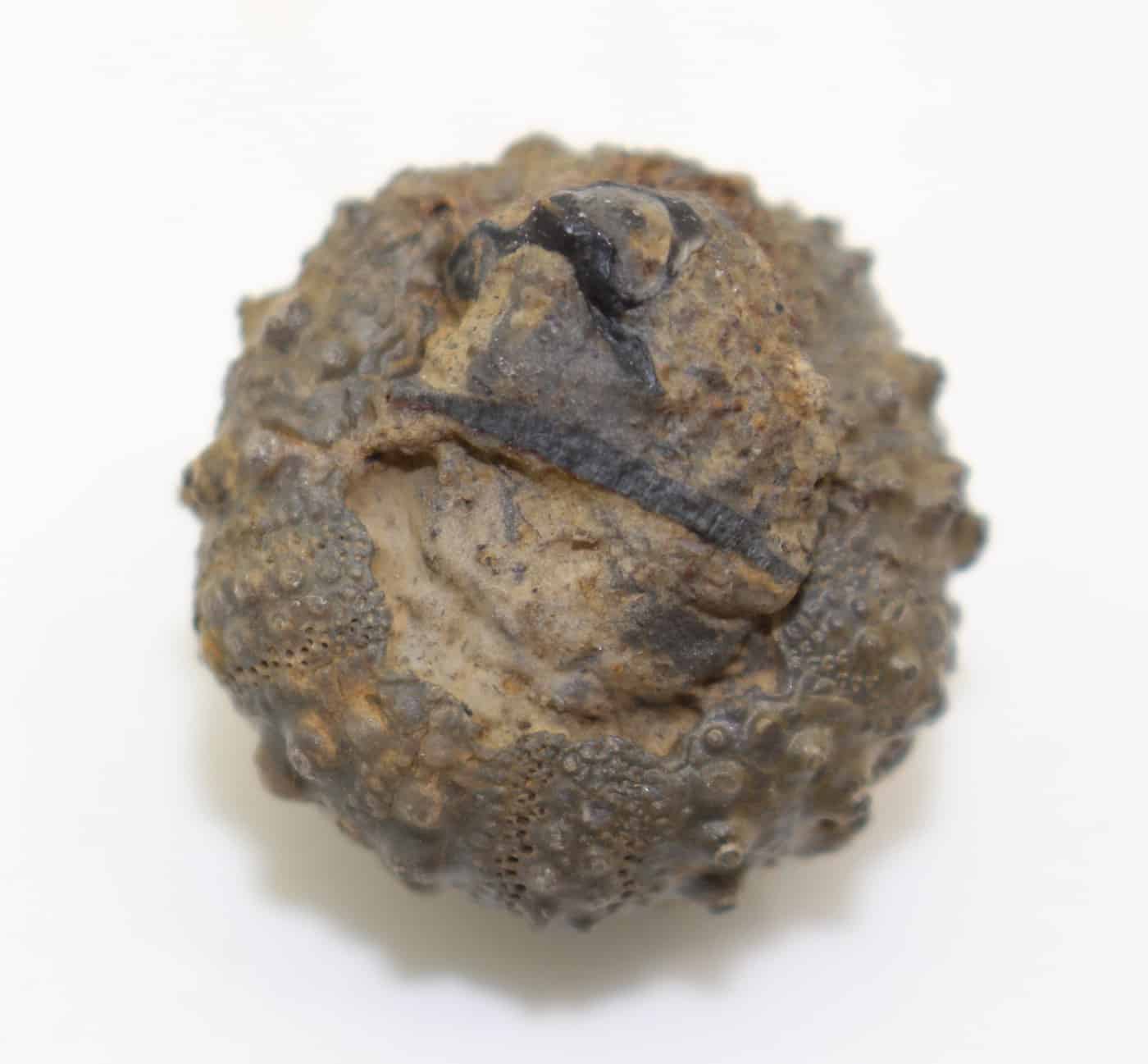 Hemicidaris hoffmanni (ROEMER) – Bild 3